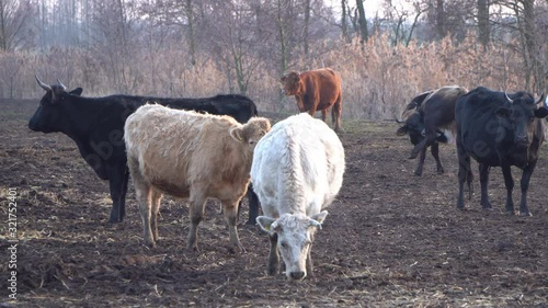 Cows during the frost in Central Europe, visible breath