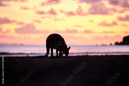 Wild kangaroos and wallabies on the beach at Cape Hillsborough, North Queensland at sunrise as a family and fighting © Orion Media Group