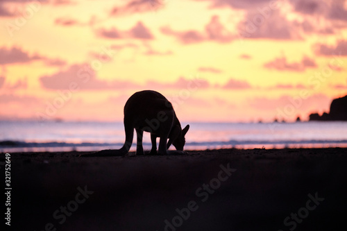 Wild kangaroos and wallabies on the beach at Cape Hillsborough, North Queensland at sunrise as a family and fighting