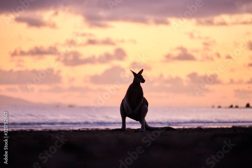 Wild kangaroos and wallabies on the beach at Cape Hillsborough  North Queensland at sunrise as a family and fighting