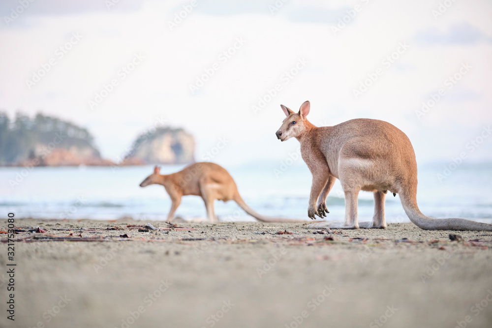 Wild kangaroos and wallabies on the beach at Cape Hillsborough, North Queensland at sunrise as a family and fighting Wild kangaroos and wallabies on the beach at Cape Hillsborough, North Queensland at sunrise as a family and fighting