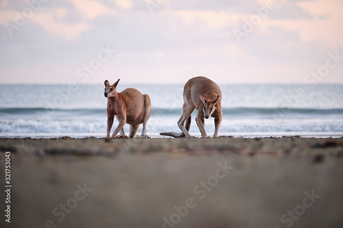 Wild kangaroos and wallabies on the beach at Cape Hillsborough  North Queensland at sunrise as a family and fighting