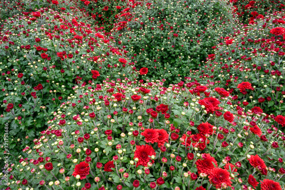 field of red flowering Mum plants 