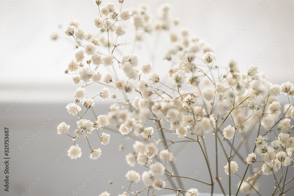Obraz premium Delicate gypsophila in on a white background