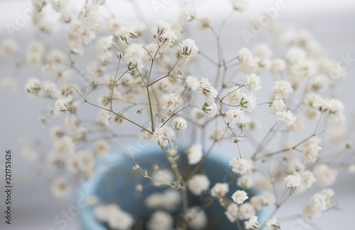 Delicate gypsophila in a blue vase on a white background