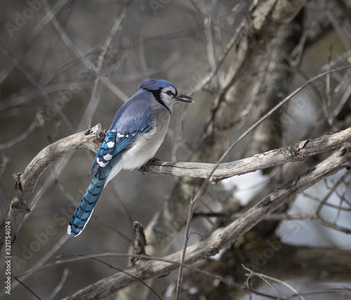 Blue Jay with seed in its beak in the forest in winter © kburgess