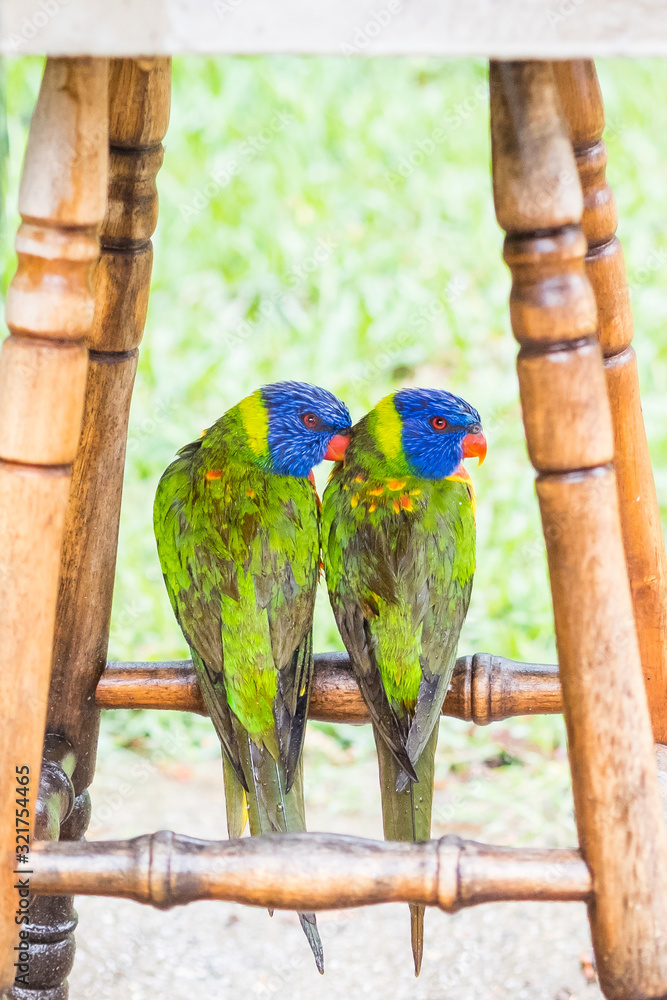 Obraz premium A couple of parrots hiding under a chair against thunderstorm and heavy rain