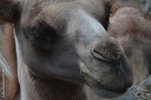 Camel head, mammal desert © Christian NordQvist