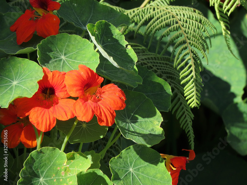 Red flower among green leaves