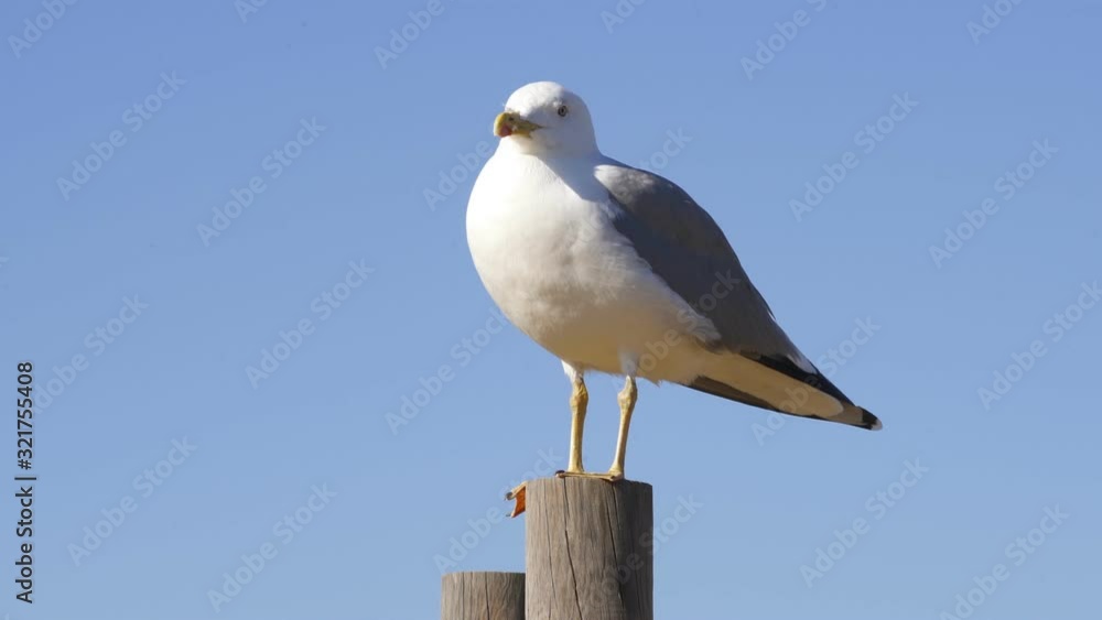 Seagull on a sunny day with a blue sky foreground, in Portugal Seagull on a sunny day with a blue sky foreground, in Portugal