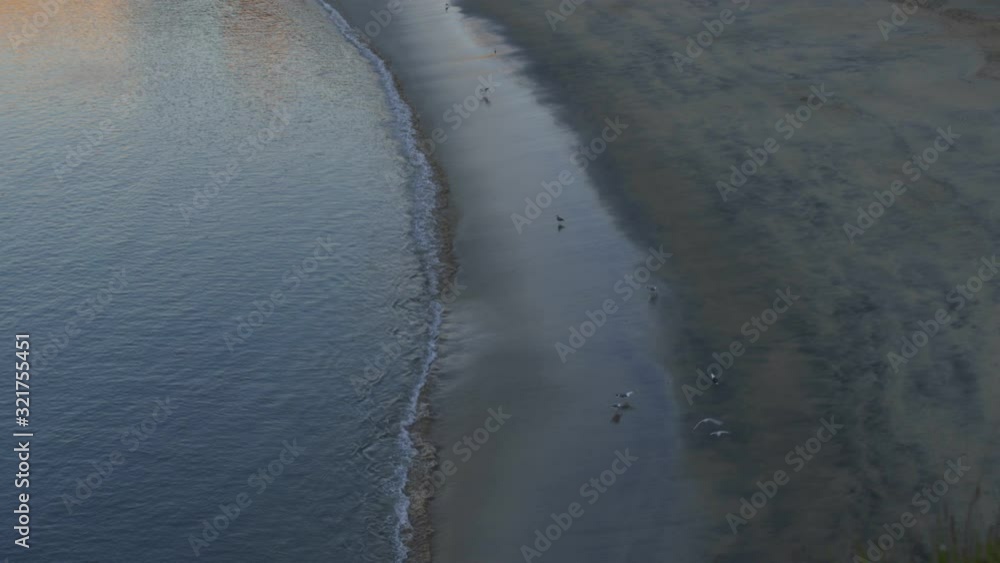 Birds on the sand in Sines beach, Portugal Birds on the sand in Sines beach, Portugal