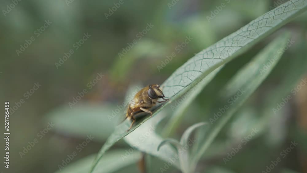Worker wasp on green leave Macro Worker wasp on green leave Macro
