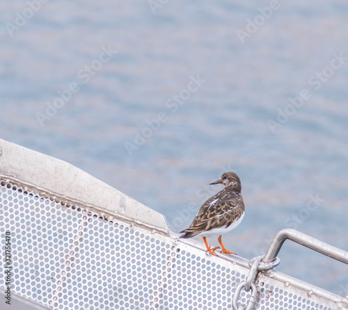 bird turnstone arenaria interpes perched on metal structure.. photo