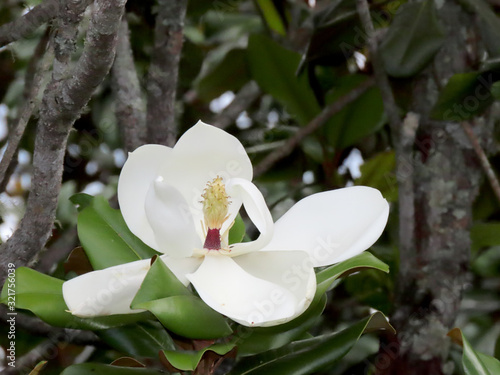 White flower with large petals and yellow stamen