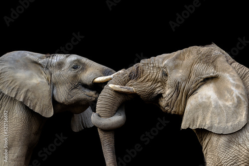Elephants fighting together