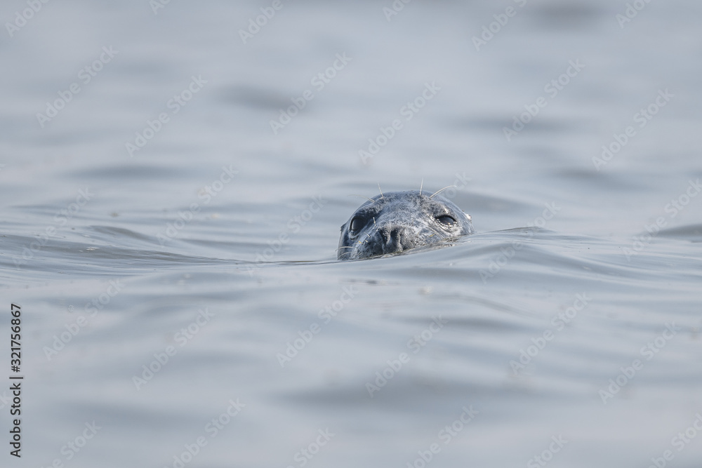seal popping head out water portrait seal popping head out water portrait