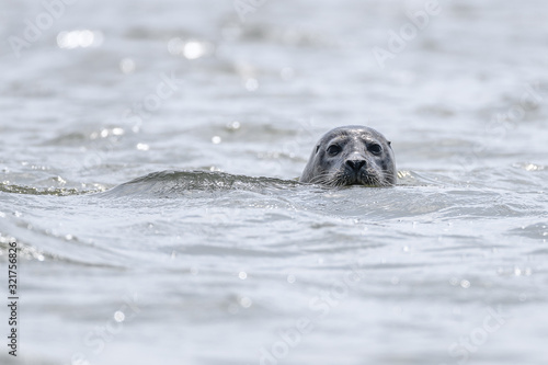 seal popping head out water portrait