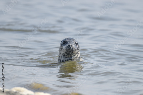 seal popping head out water portrait