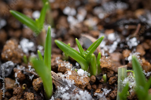 雪と植物の芽