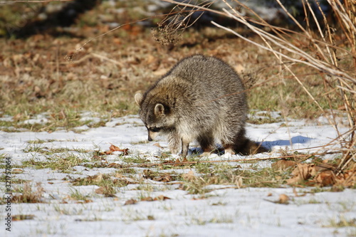 Cuadro en lienzo Rabid Raccoon foaming at the mouth
