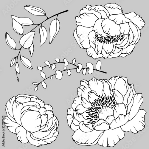 flowers peonies and leaves, black and white linear pattern, isolate on gray background