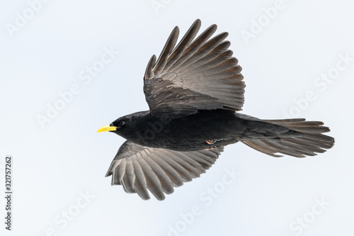 Alpine chough flying