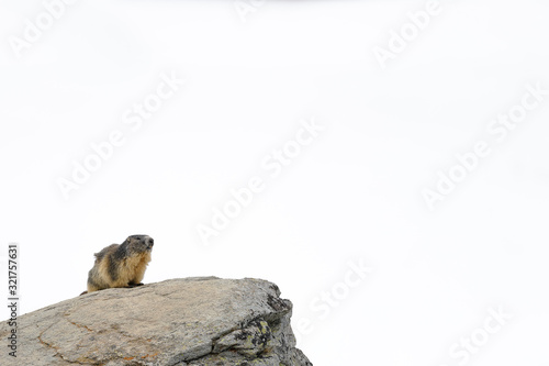 Marmot standing on a rock white background