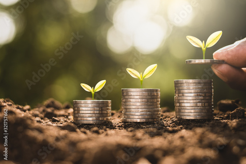 The coins are stacked on top of the soil, and the seedlings are growing on top with the sun shining in the morning.