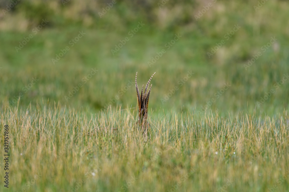 hiding pheasant with only the tail popping out the grass