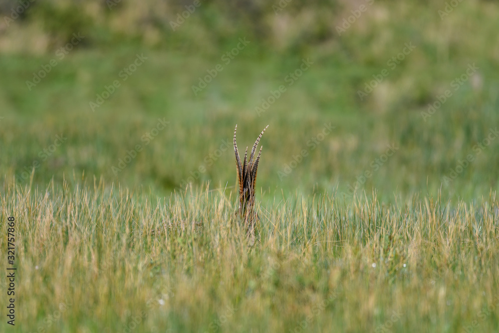 Fototapeta premium hiding pheasant with only the tail popping out the grass