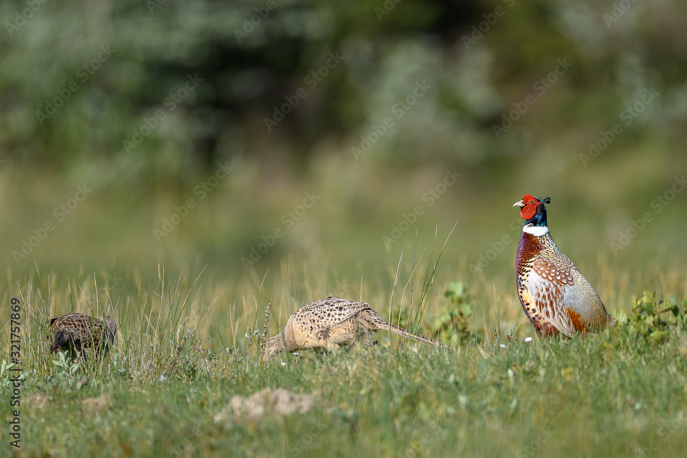 male pheasant with female male pheasant with female