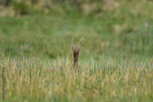 hiding pheasant with only the tail popping out the grass © Godimus Michel