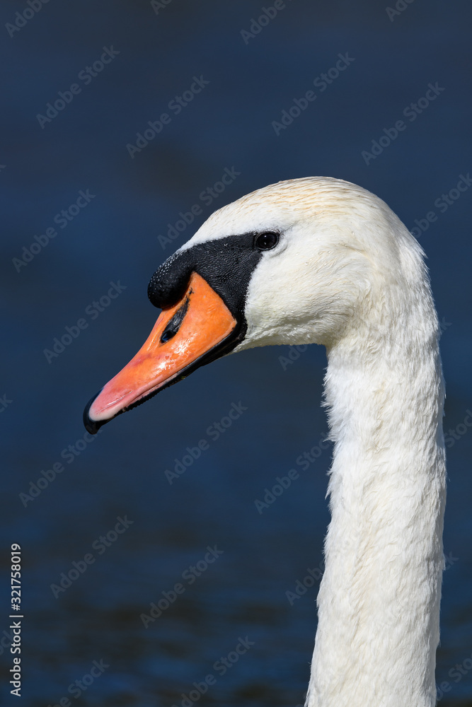 white swan portrait white swan portrait