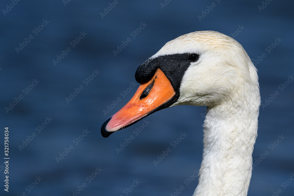 white swan portrait white swan portrait
