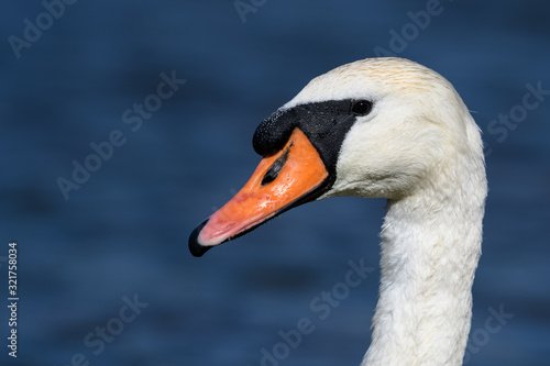white swan portrait