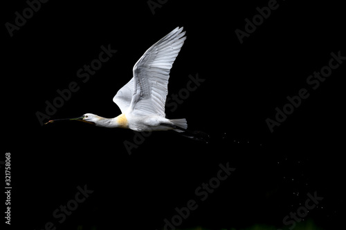 Bild auf Leinwand flying eurasian spoonbill