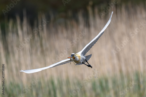 flying eurasian spoonbill