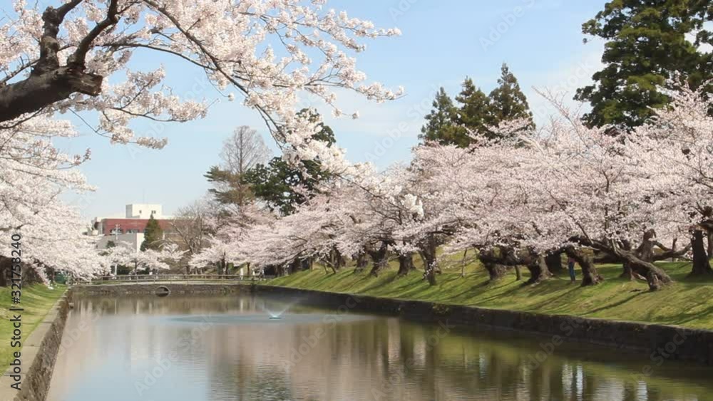 鶴岡公園の桜
