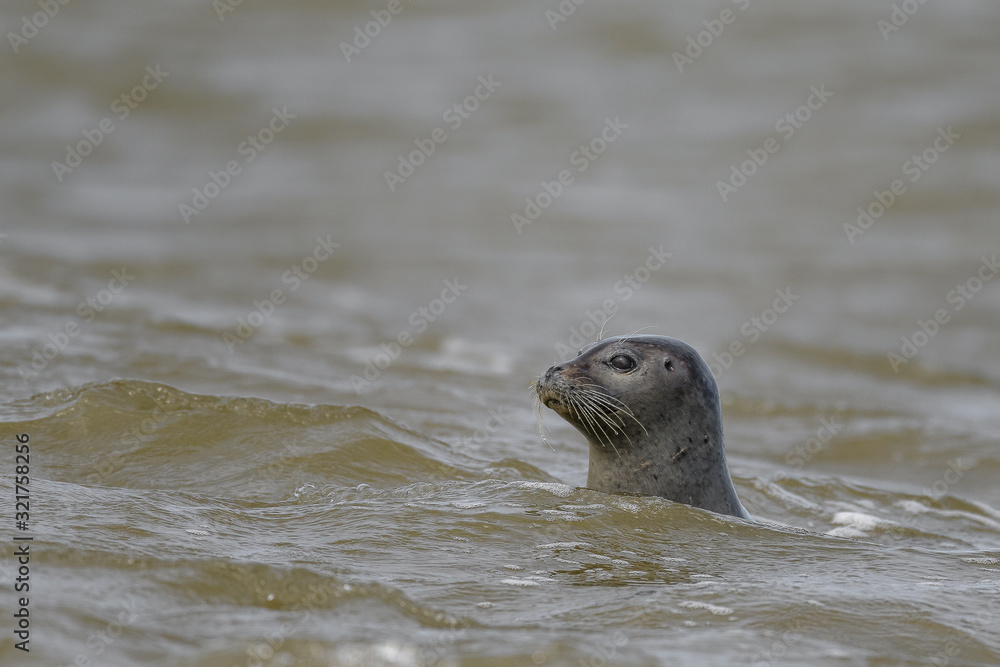 Fototapeta premium seal popping out water