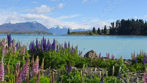 A calm Lake Tekapo in the Mackenzie Basin, Canterbury, New Zealand. Pink and purple flowering lupins in the foreground, and the snow-capped Southern Alps in the background.