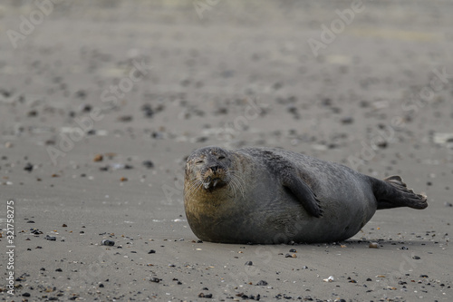 seal resting on the beach