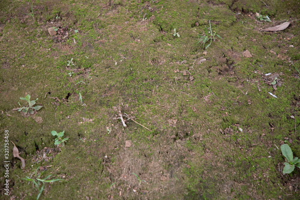 grass floor in the forest grass floor in the forest