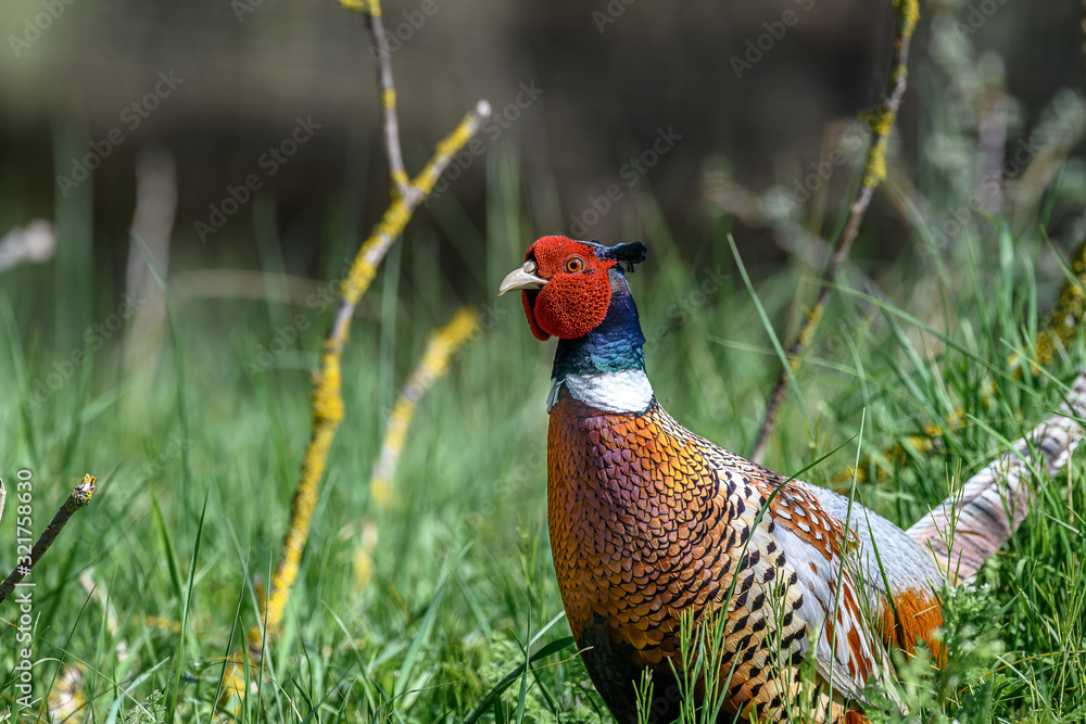 Fototapeta premium pheasant portrait