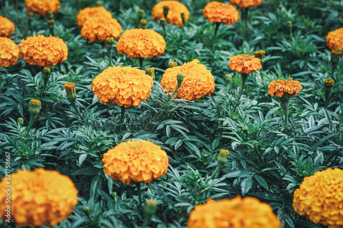 Flowers of African marigold