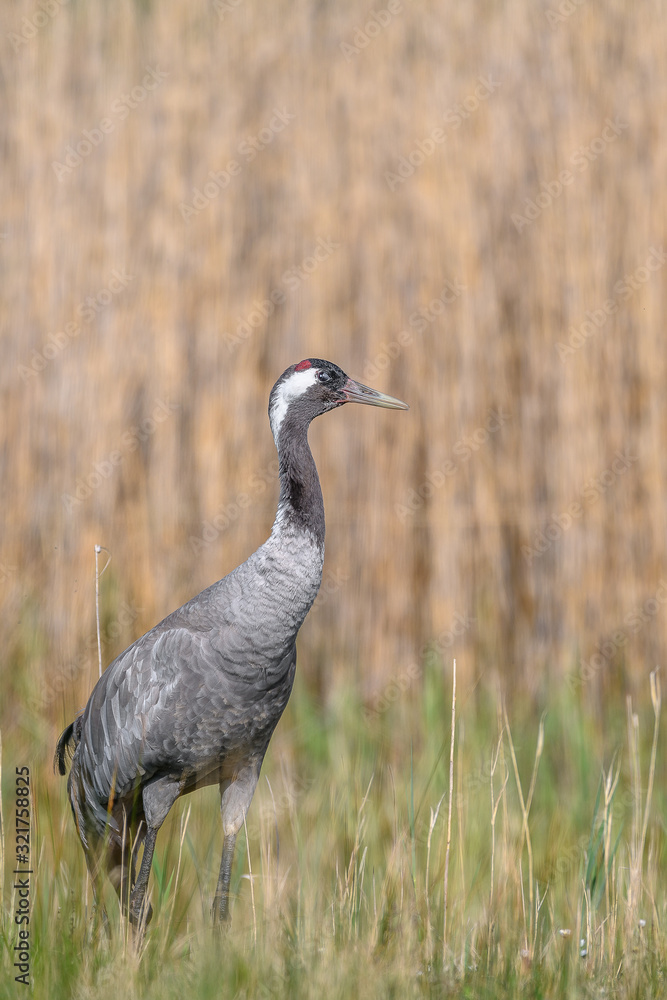 Naklejka premium Common crane portrait