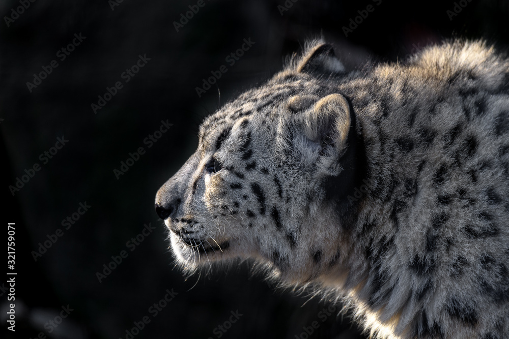 Obraz premium snow leopard cub portrait