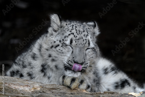 Fotografía snow leopard cub portrait