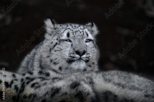 snow leopard cub portrait