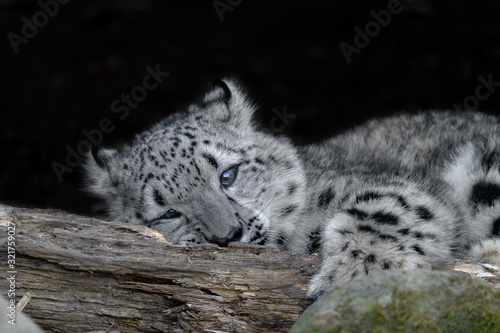 Cuadro en lienzo snow leopard cub portrait
