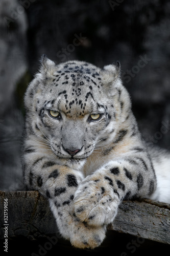 angry snow leopard portrait